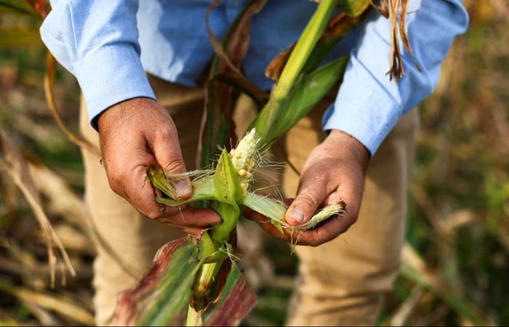 Más de un millón de salvadoreños enfrentarán inseguridad alimentaria aguda durante el segundo semestre de 2026